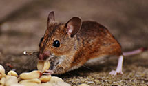 24 Hour & Emergency Exterminators in Erin, WI